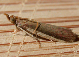 Peoria roseotinctella